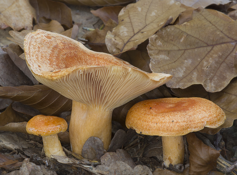 Lactarius porninsis